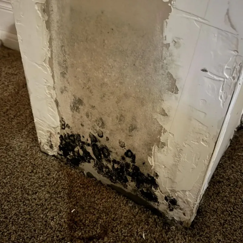 Professional Mold Removal in Frenchburg, KY
